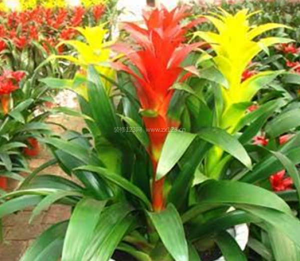 室內裝飾植物 室內裝飾植物