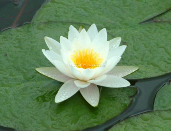 室內裝飾植物