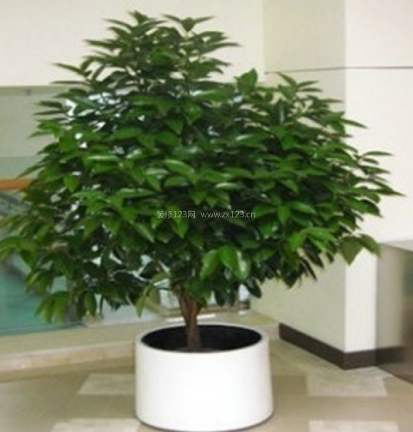 室內(nèi)裝飾植物 室內(nèi)裝飾植物