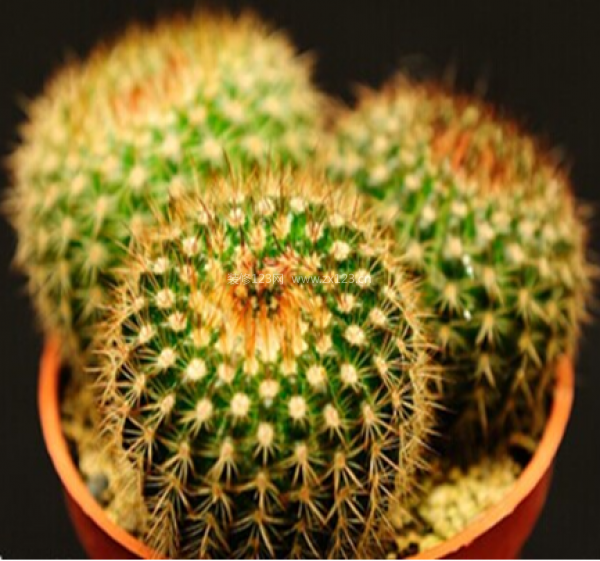 室內裝飾植物