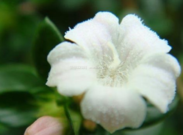 室內裝飾植物