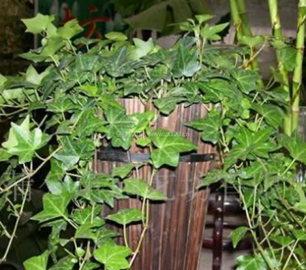 室內裝飾植物