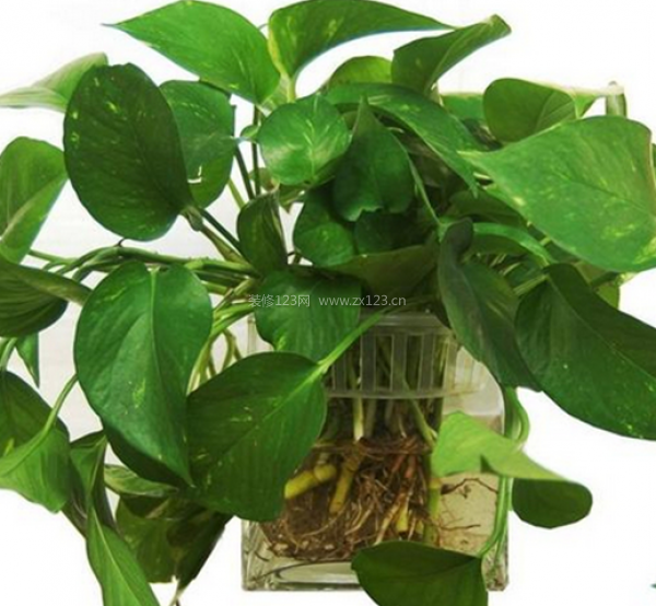 室內裝飾植物