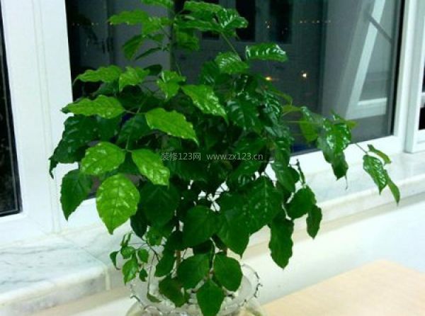 室內裝飾植物 室內裝飾植物