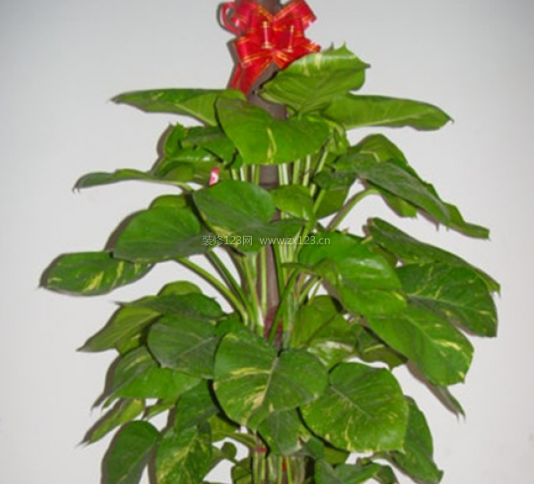 室內(nèi)裝飾植物 室內(nèi)裝飾植物