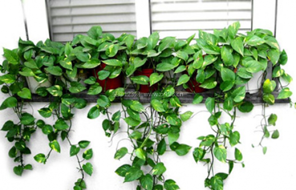 室內(nèi)裝飾植物 室內(nèi)裝飾植物