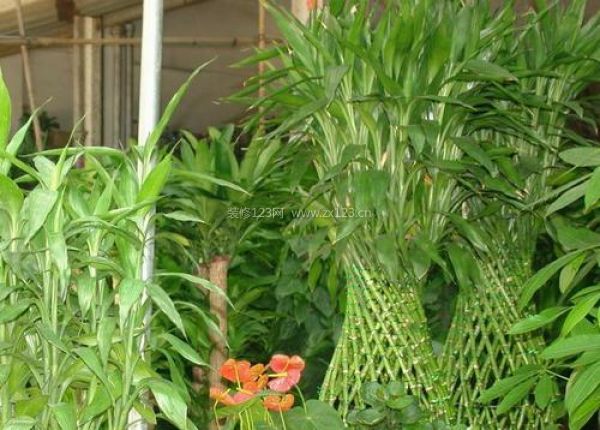 室內裝飾植物 室內裝飾植物