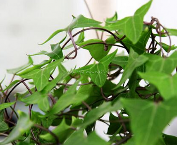 室內裝飾植物