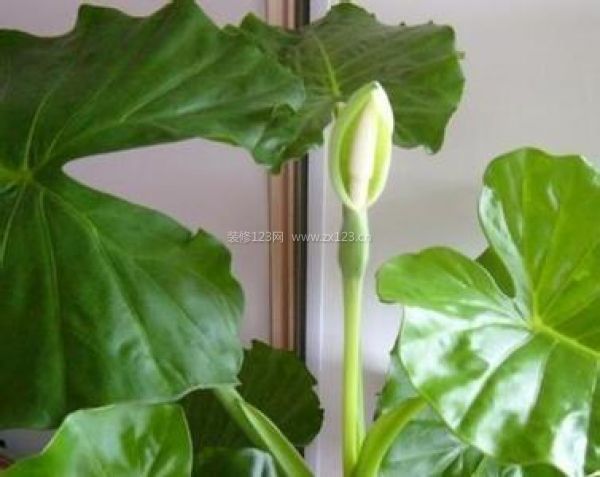 室內裝飾植物