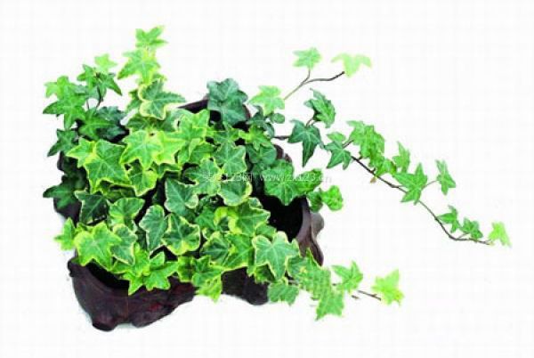室內裝飾植物 室內裝飾植物