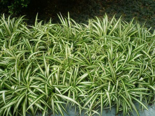 室內裝飾植物 室內裝飾植物