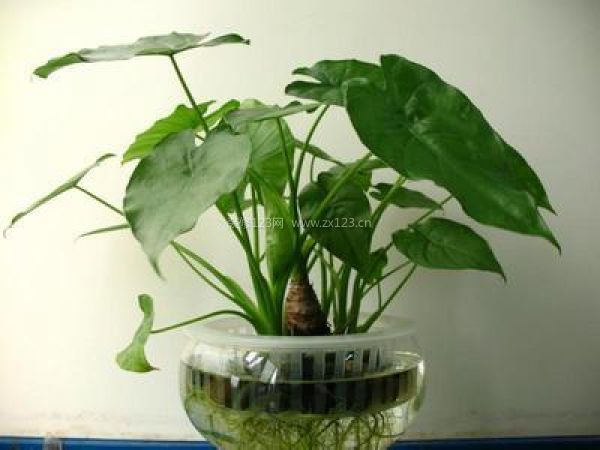 室內裝飾植物