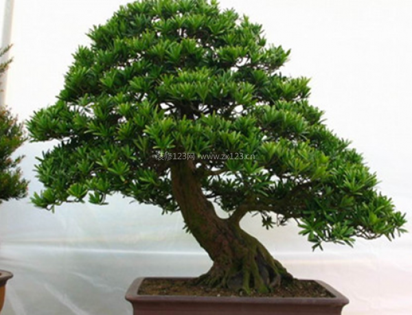 室內裝飾植物 室內裝飾植物