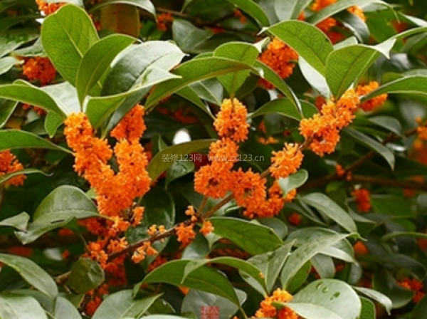 室內(nèi)裝飾植物
