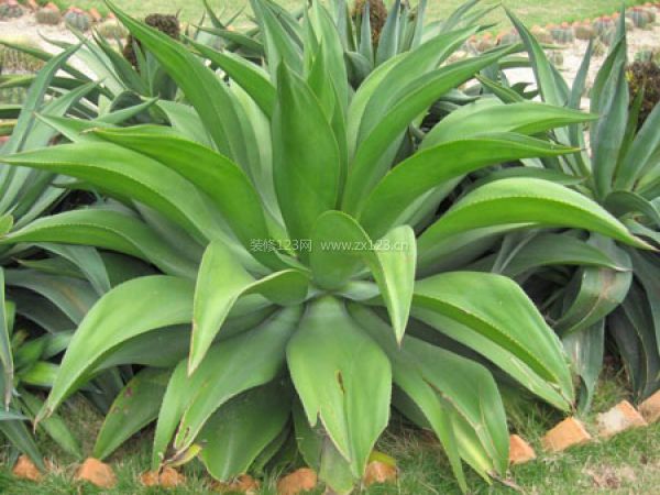 室內裝飾植物 室內裝飾植物