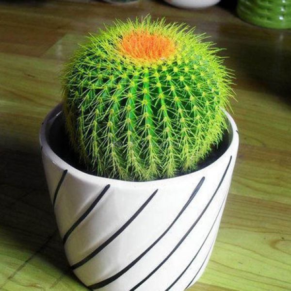 室內裝飾植物