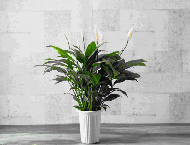 室內裝飾植物