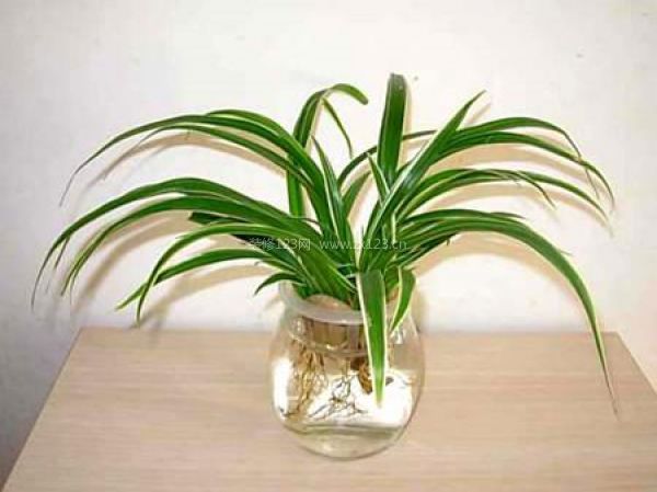 室內裝飾植物 室內裝飾植物