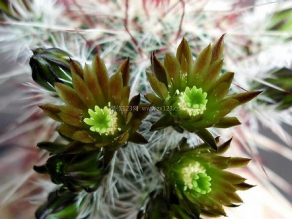 室內(nèi)風(fēng)水植物 室內(nèi)風(fēng)水植物