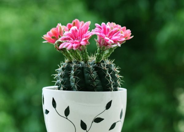 室內裝飾植物