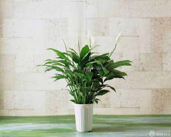 室內植物