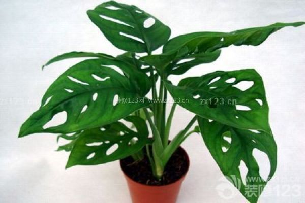 室內植物