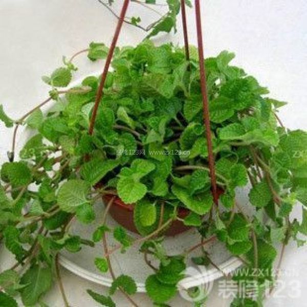 室內植物