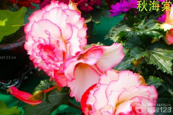 怎么裝修除甲醛 怎么裝修除甲醛
