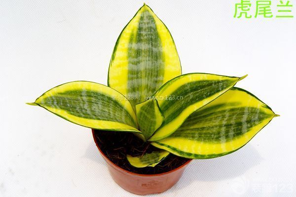 怎么裝修除甲醛 怎么裝修除甲醛