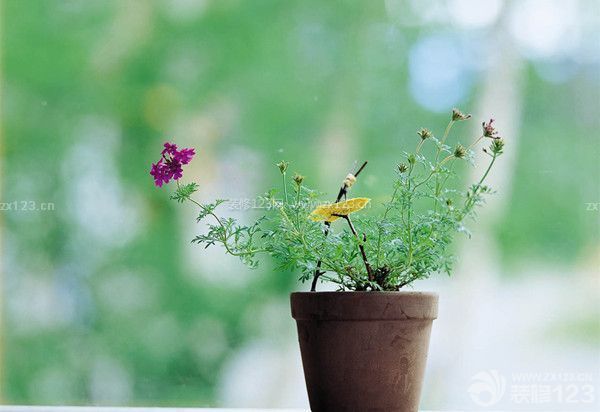 住剛裝修的房子要注意什么：植物消除甲醛