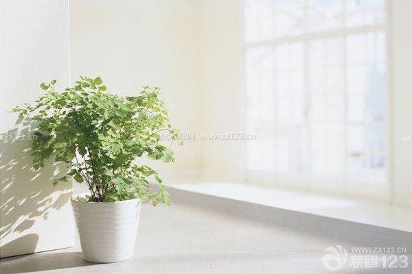 綠色植物