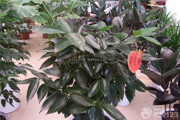 新房裝修凈化空氣植物之平安樹(shù)