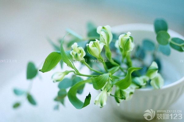 綠色植物