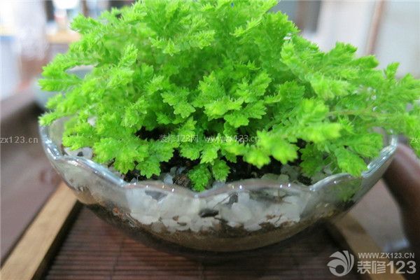綠色植物
