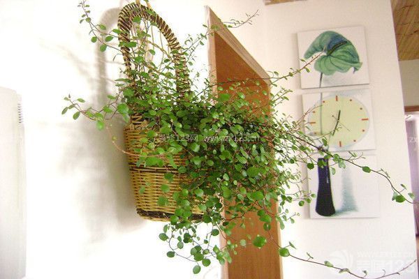 植物去甲醛
