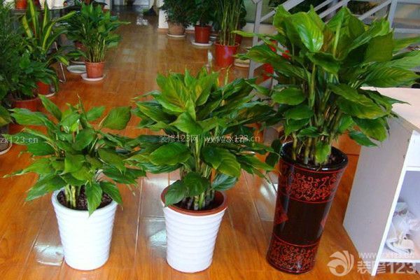 植物除甲醛
