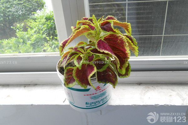 種植綠色植物