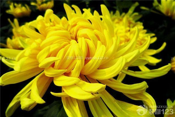 菊花