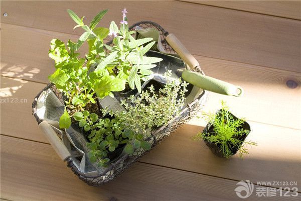 綠色的植物