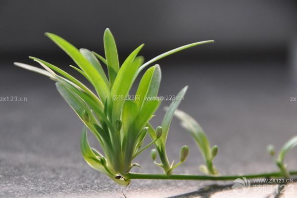 新房裝修后放什么植物